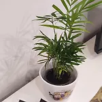 Lägenhet Dimora Mariflor